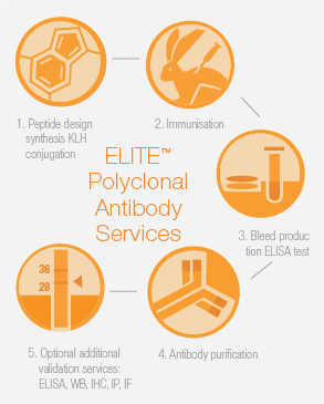 ELITE™ Polyclonal Antibody Services