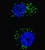 LC3 Antibody (AM1800a)