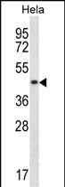 WB - DNAJA3 Antibody (N-term) AP14750a