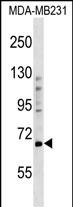 WB - PRDM5 Antibody (N-term) AP17297a