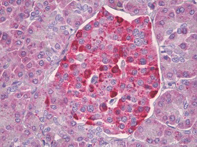 IHC - CKS2 Antibody (aa1-50) ALS14780