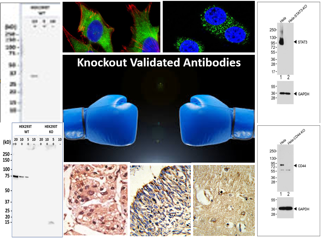 Knockout-Antibodies