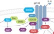 Interactive Jak_Stat Signaling Pathway