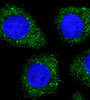 LC3 Antibody (N-term)