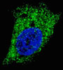 Cleaved LC3A Antibody