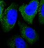 ATG5 Antibody (C-term)