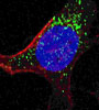 PDK4 Antibody (C-term)