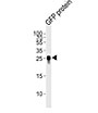 AP3903b Phospho-HUMAN-PIK3C2B(Y228)