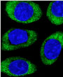 AP1817b ATG16L Antibody
