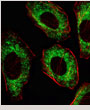 AM7718a SRC Antibody