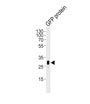 AM1009a GFP Tag Antibody