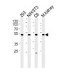 AP16162b Mouse Cdk9 Antibody