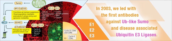 /assets/images/ubiquitin-e3-ligases