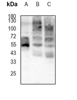 WB - Recombinant Anti-GLUT1 Rabbit mAb  AP94847