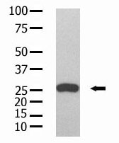 The anti-GST Mab (Cat. #AM1011a) is used in Western blot to detect GST recombinant protein purified from bacterial lysate.