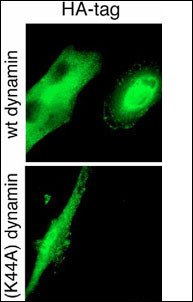 GTPase activity of dynamin-2 is required for endocytosis of cell-surface tTG. MRC-5 fibroblasts were transiently transfected with either wild-type (wt) or a GTPase-deficient dynamin-2 mutant (K44A) with a hemagglutinin (HA) tag.(Provided by Evgeny A. Zemskov, Irina Mikhailenko:Journal of Cell Science 120, 3188-3199 (2007))