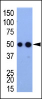 WB - HA Tag Antibody AP1012A