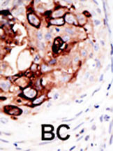 IHC-P - SENP2 Antibody (C-term) AP1232c