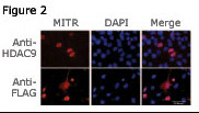 Figure 2: Immunofluorescence staining of MITR for a compartmentalization study in undifferentiated C2C12 myoblasts transfected with a MITR-expressing plasmid. MITR is detected by using the HDAC9 N-term antibody (top panel) or a FLAG antibody (bottom panel) detecting a FLAG epitope fused at the N-term end of the MITR construct. Data courtesy of laboratory of Dr. Eileen Friedman. Dept of Pathology, Upstate Medical University, State University of New York.
