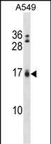 Bik Antibody (BH3) (Cat. #AP1319a) western blot analysis in A549 cell line lysates (35ug/lane).This demonstrates the Bik antibody detected the Bik protein (arrow).
