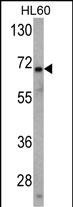 Western blot analysis of USP2 Antibody (N-term) (Cat. #AP2131a) in HL60 cell line lysates (35ug/lane). USP2 (arrow) was detected using the purified Pab.