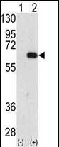 WB - AMFR Antibody (C-term) AP2162a