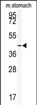 Western blot analysis of SIRT6 Antibody (C-term) (Cat.#AP6245a) in mouse stomach tissue lysates (35ug/lane). SIRT6 (arrow) was detected using the purified Pab.