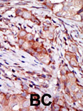 IHC-P - KIP2 Antibody (N-term) AP8158a