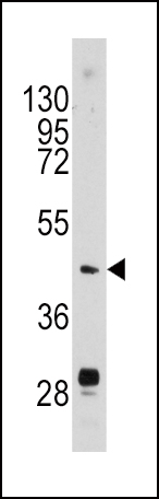 Western blot analysis of anti-PLAU Antibody (N-term) (Cat.#AP8161a) in mouse brain tissue lysates (35ug/lane). PLAU (arrow) was detected using the purified Pab.