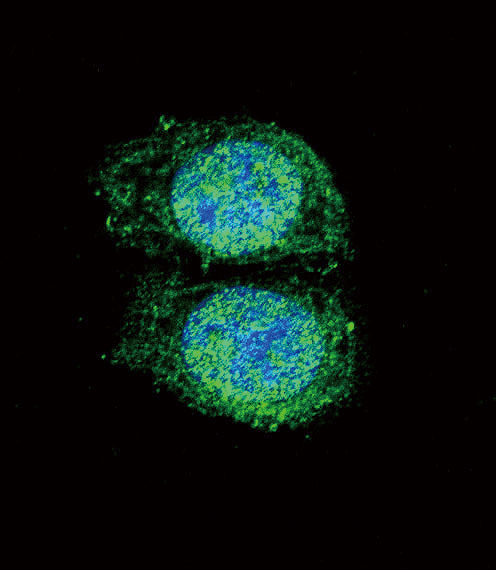 Confocal immunofluorescent analysis of Bcl-2 Antibody (BH3 Domain Specific) (Cat#AP1303a) with Hela cell followed by Alexa Fluor 488-conjugated goat anti-rabbit lgG (green). DAPI was used to stain the cell nuclear (blue).