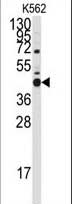 WB - Bcl-G BH3 Domain Antibody AP1304a