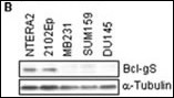 WB - Bcl-G BH3 Domain Antibody AP1304a