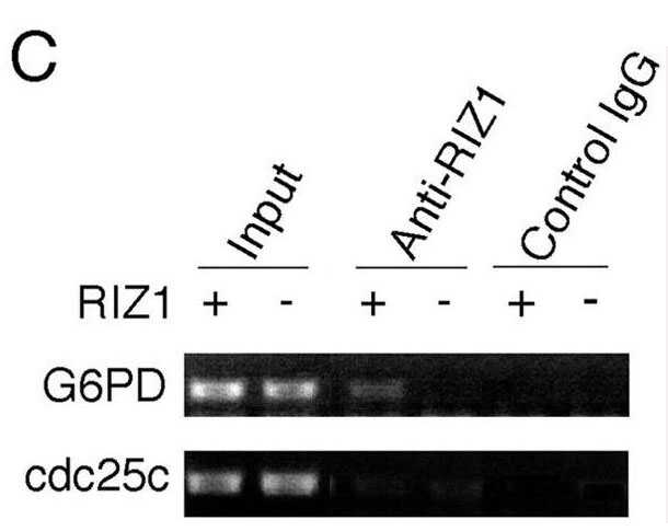 ChIP analysis of estrogen target genes. (C) ChIP analysis was performed on RIZ1 knockout mouse embryonic fibroblasts by using anti-RIZ1 antibody (AM1194a). Immunoprecipitated chromatin DNA was analyzed by PCR with primers in the G6pd promoter region and in the cdc25c promoter region. Adapted from Fig 6 in Carling et al., 2004 (see citation 2).