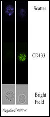 Immunofluorescence data is of Bone Marrow Mononuclear Cells stained with polyclonal CD133. Image courtesy of Rick Cohen from the Coriell Institute for Medical Research (NJ, USA).