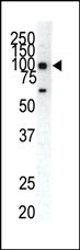 WB - EphA1 Antibody (C-term) AP7606b