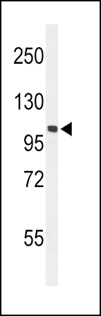 WB - EphA2 Antibody (N-term) AP7607A