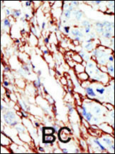 IHC-P - EphA7 Antibody (C-term) AP7612b