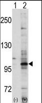 WB - EphA7 Antibody (C-term) AP7612b