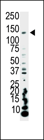 WB - PI3KCA Antibody (C-term) AP8016B