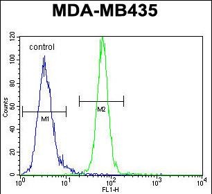 FC - AKT1 Antibody (C-term) AP7028B