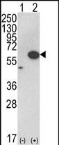 WB - AKT1 Antibody (C-term) AP7028B