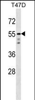 WB - AKT1 Antibody (C-term) AP7028B