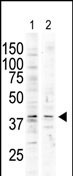 The anti-P38delta C-term Pab (Cat. #AP7510a) is used in Western blot to detect P38 delta in nocodazole-treated HCT116 (lane 1) and PMA-treated Pam212 (lane 2) cell lysates.