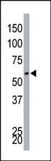 WB - DYRK4 Antibody (C-term) AP7536b