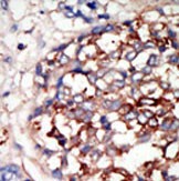 IHC-P - DYRK1B Antibody (C-term) AP7538b