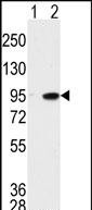 WB - MAK Antibody (C-term) AP7542b