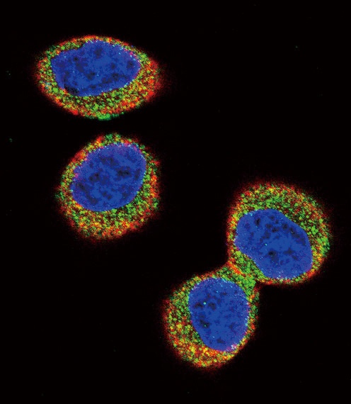 Confocal immunofluorescent analysis of FER Antibody (C-term)(Cat#AP7704b) with Hela cell followed by Alexa Fluor 488-conjugated goat anti-rabbit lgG (green).Actin filaments have been labeled with Alexa Fluor 555 phalloidin (red).DAPI was used to stain the cell nuclear (blue).