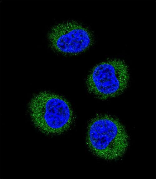 Confocal immunofluorescent analysis of FGR Antibody (N-term)(Cat#AP7707a) with MDA-MB231 cell followed by Alexa Fluor 488-conjugated goat anti-rabbit lgG (green).DAPI was used to stain the cell nuclear (blue).