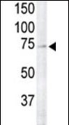 RSK4 Antibody (N-term) (Cat. #AP7944a) is used to detect RSK4 in primate brain tissue lysate (lane 2).