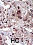 IHC-P - SPAK Antibody (Center) AP7968c